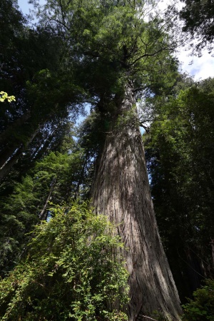 Redwood National Park
Atlas Grove
Humboldt County, California