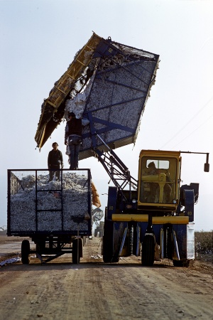 Cotton Pickers
Near Bakersfield, California