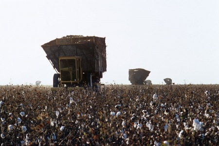 Cotton Pickers
Near Bakersfield, California 