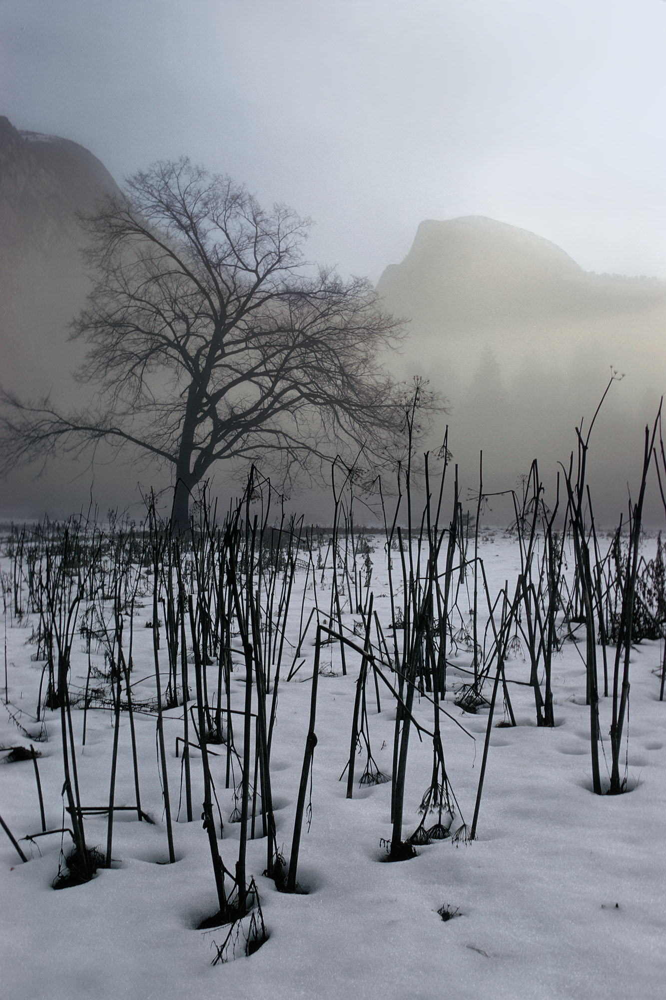 bill-hocker-valley-floor-and-half-dome-yosemite-california-1974