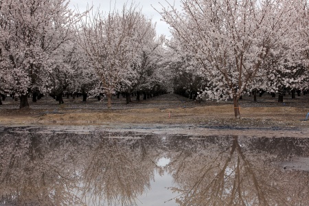 Almond Trees
Near Bakersfield, California