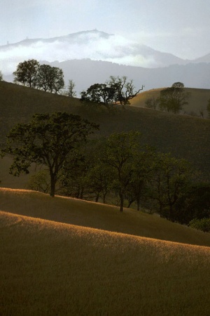 	The Golden State
Near M. Diablo, California
