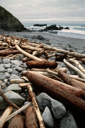DriftwoodNear Mendocino, California