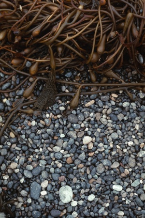 Carmel Point BeachCarmel, California