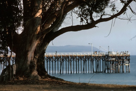 Pier & EucalyptusSan Simeon, California
