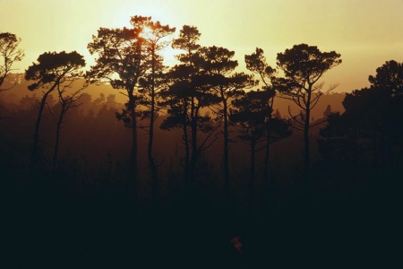 PinesMonterey, California