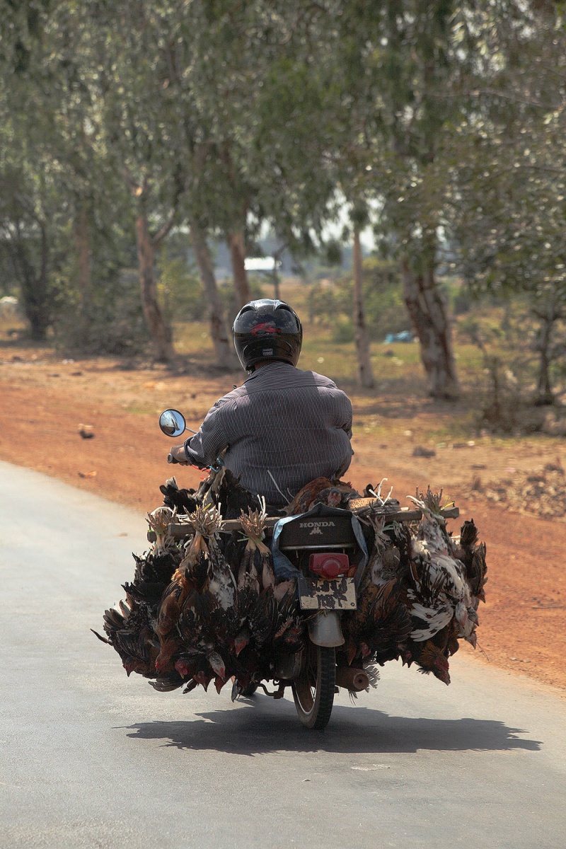 bill-hocker-fowl-transport-highway-5-cambodia-2010