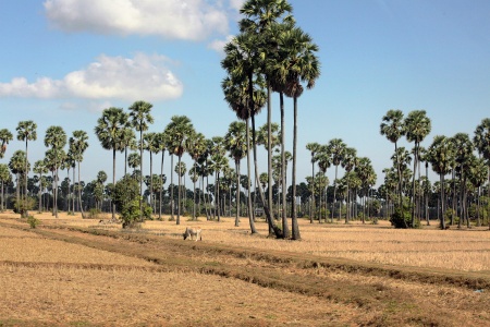 PalmscapeHighway 5, Cambodia