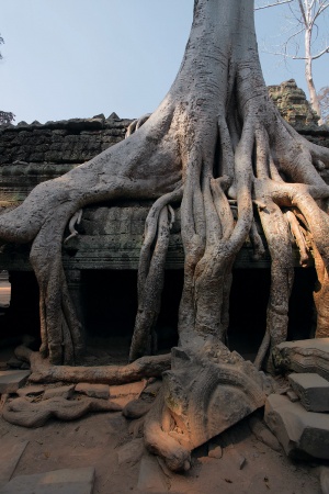 Ta Prohm,
Angkor, Cambodia 
