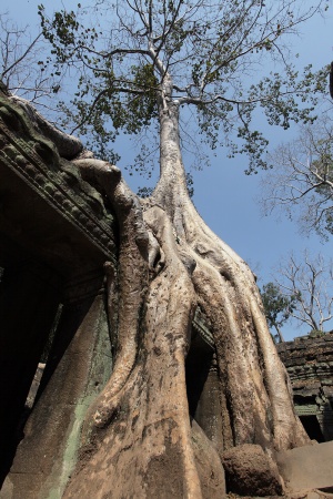 Ta Prohm
Angkor, Cambodia
