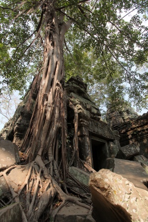 Ta Prohm
Ankor, Cambodia 
