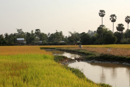 RicefieldSiem Reap, Cambodia