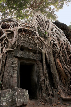 Ta ProhmAngkor, Cambodia