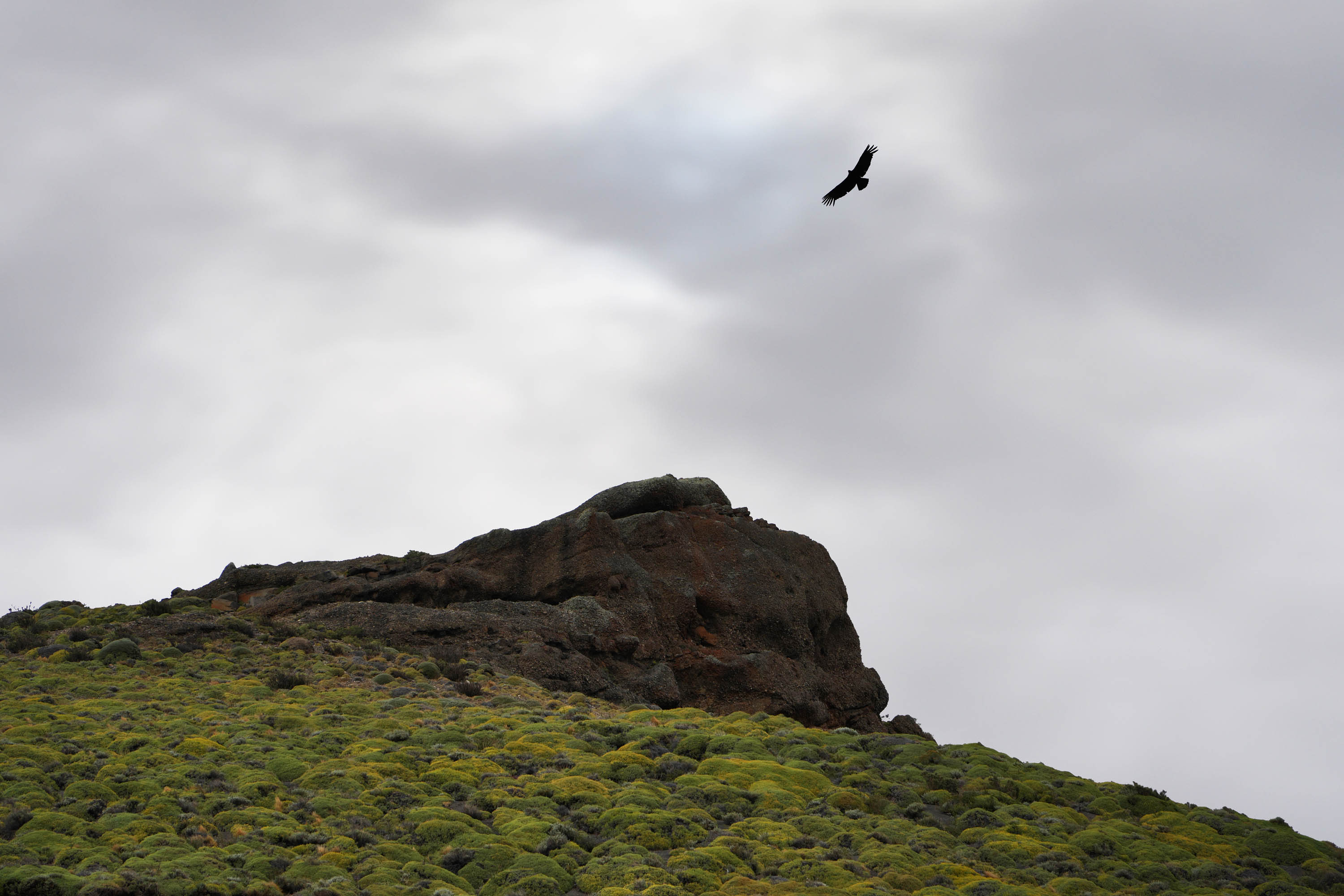 bill-hocker-condor-approaching-torres-del-paine-national-park-patagonia-chile-2025
