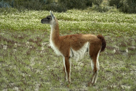 Guanaco
Approaching Torres del Paine National Park
Patagonia, Chile