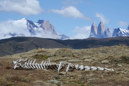 Guanaco Skeleton
Explora Conservation Area
Patagonia, Chile