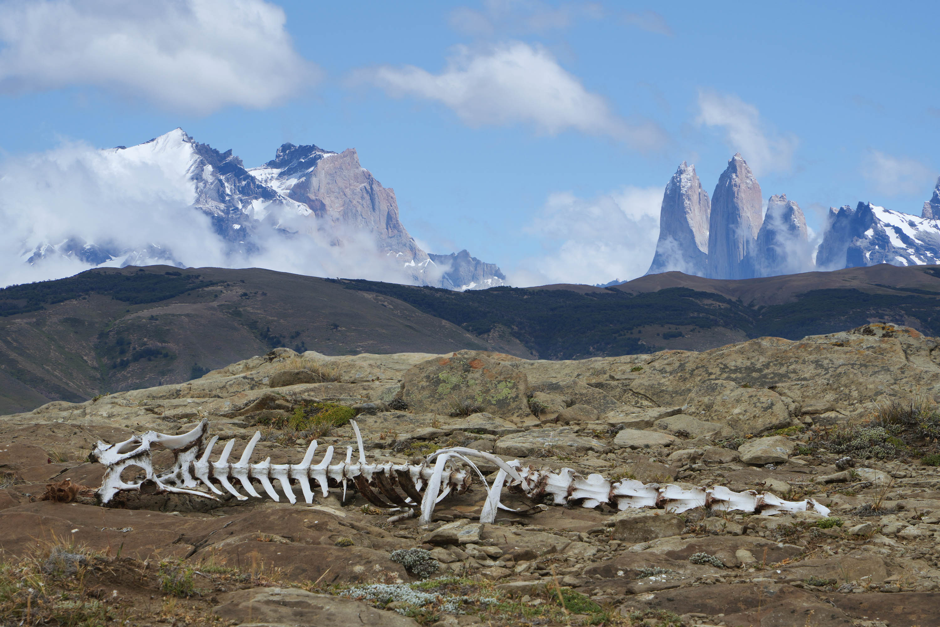 bill-hocker-guanaco-skeleton-explora-conservation-area-patagonia-chile-2025