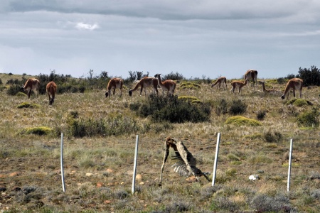 Guanacos
Patagonia, Argentina