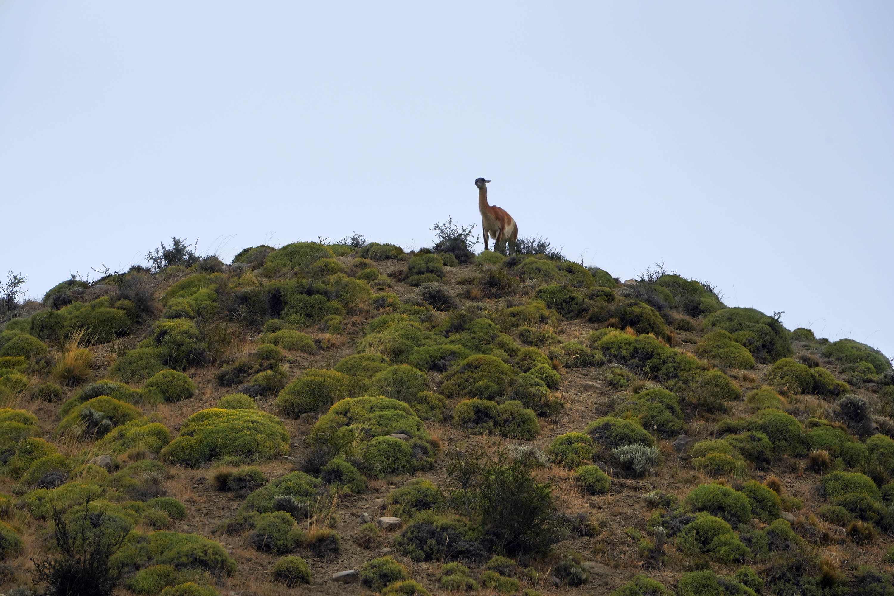 bill-hocker-guanaco-sentry-patagonia-chile-2025