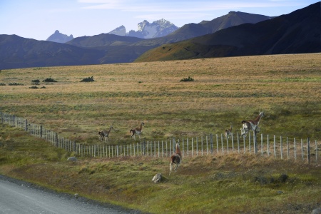 Guanaucos
Approaching Torres del Paine National Park
Patagonia, Chile