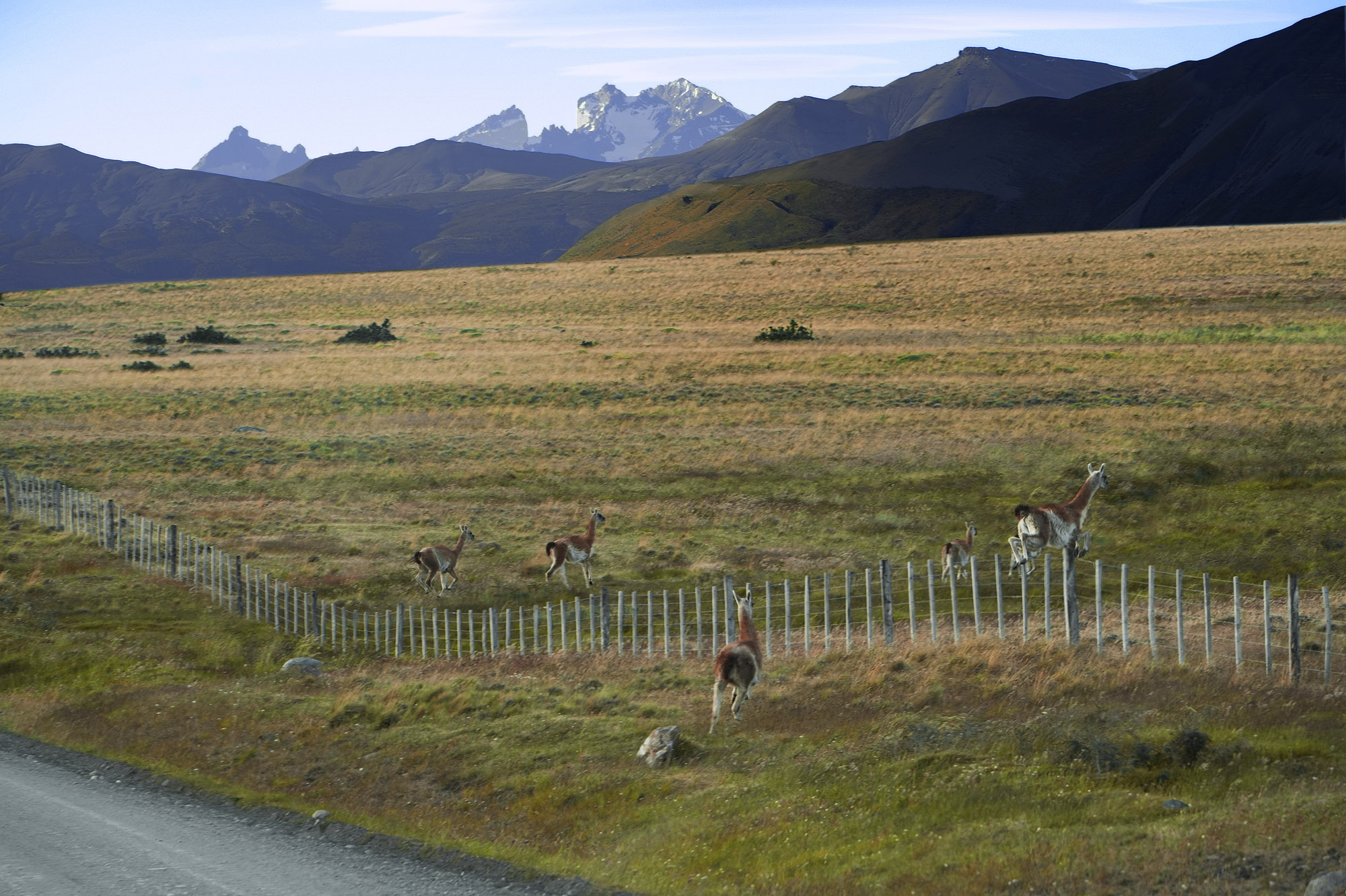 bill-hocker-guanaucos-approaching-torres-del-paine-national-park-patagonia-chile-2025