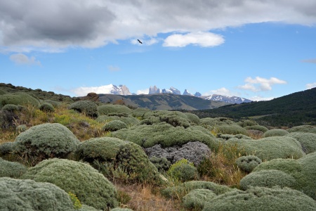 Guanaco Bushes
Explora Conservation Area
Patagonia, Chile
