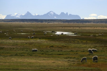 Sheep Country
Approaching Torres del Paine National Park
Patagonia, Chile