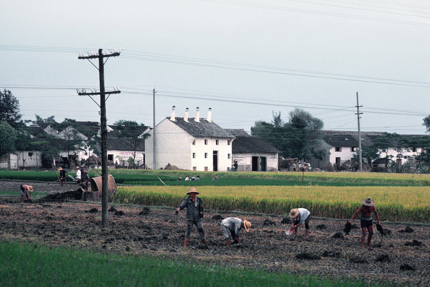 bill-hocker-harvest-shaoxing-zhejiang-china-1981