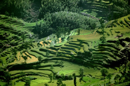 Rice Terraces and Bamboo Forests
Anhui, China