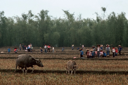 Field WorkNear Fushan, China