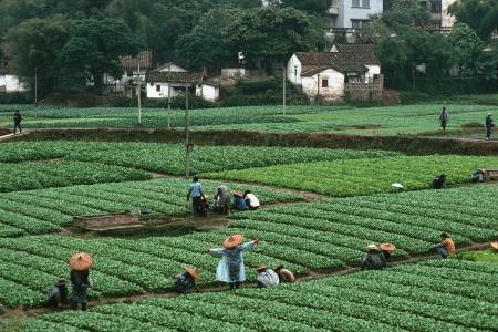Urban FarmGuangzhou, China