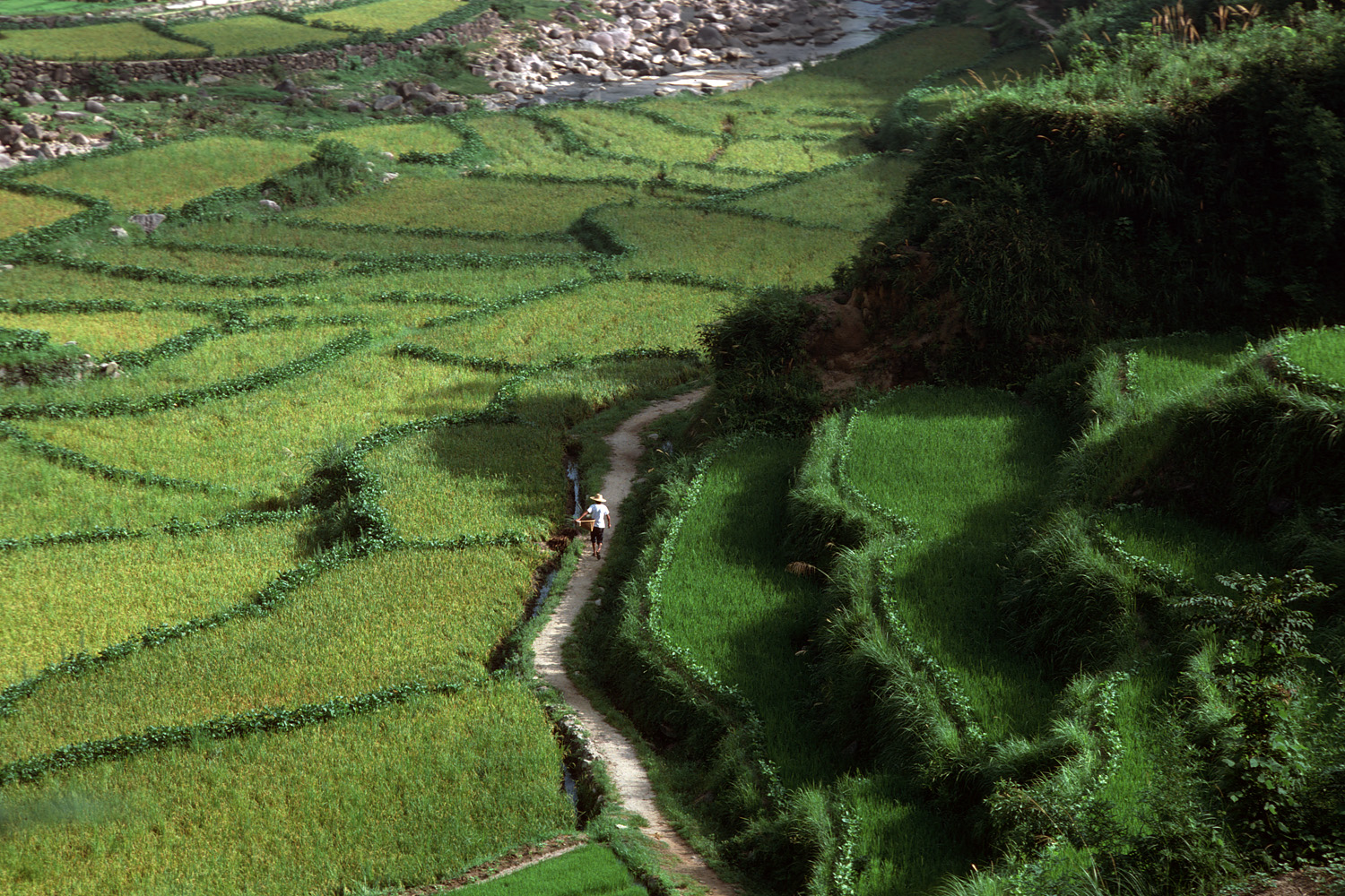 bill-hocker-rice-paddies-anhui-china-1981