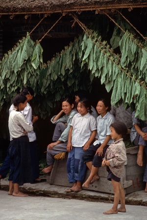 Tobacco Harvestors
Sichuan, China
