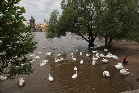 Swan Beach
Prague, Czech Republic