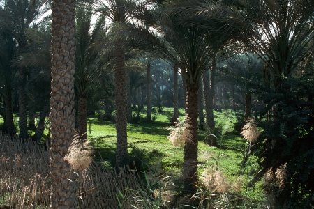 Nile FloodplainSaqqara, Egypt