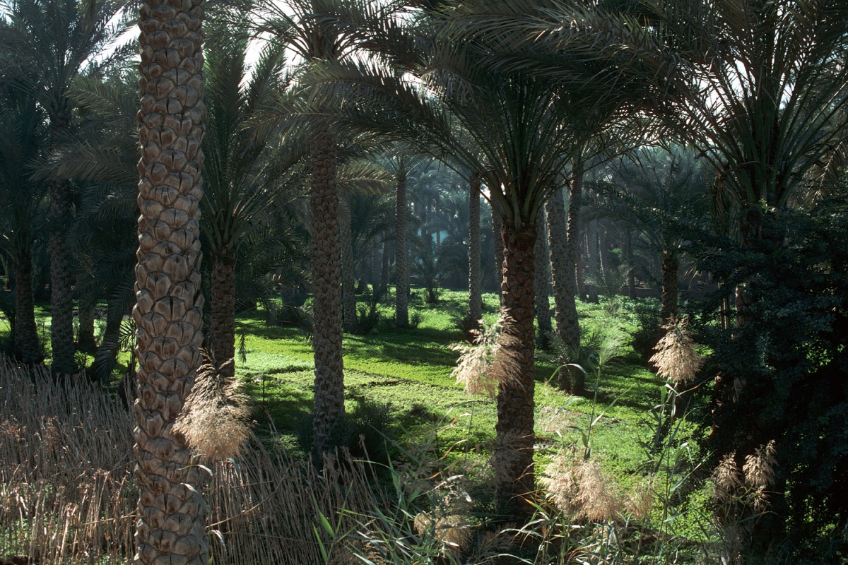 bill-hocker-nile-floodplain-saqqara-egypt-1998