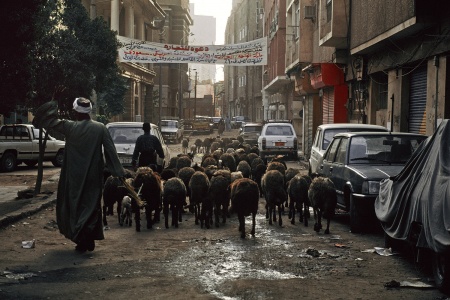 Sheepherder
Cairo, Egypt
