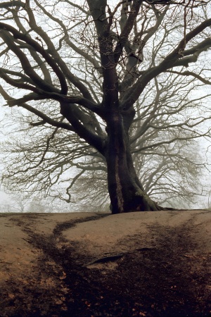 Hampstead Heath. London