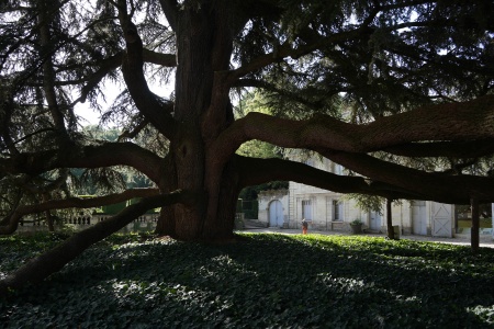 Jardin du Musée des  Beaux-Arts
Tours, France