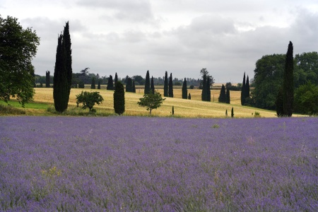 Lavender
Near Carcassonne, France