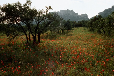 Olives and Poppies
Les Baux, France