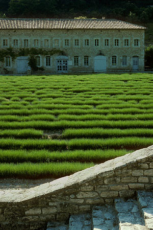 Lavender
Senanque Monastery, France
