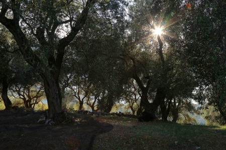 Olive Grove
Corfu, Greece