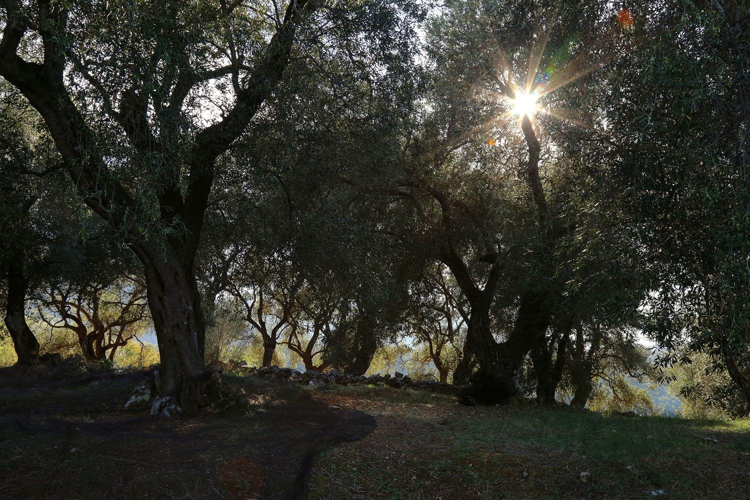bill-hocker-olive-grove-corfu-greece-2017