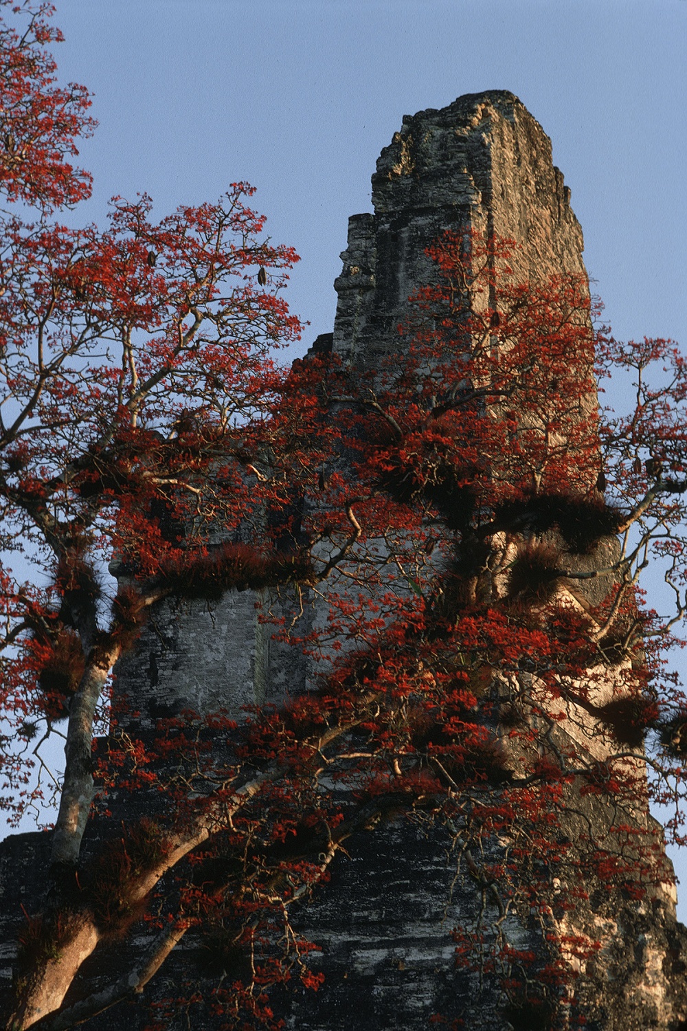 bill-hocker-temple-of-the-juagar-tikal-guatemala-1978