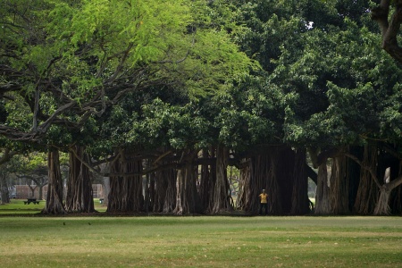 Diamond Love Tree
Kapi'olani Park
Honoluu, Hawai'i