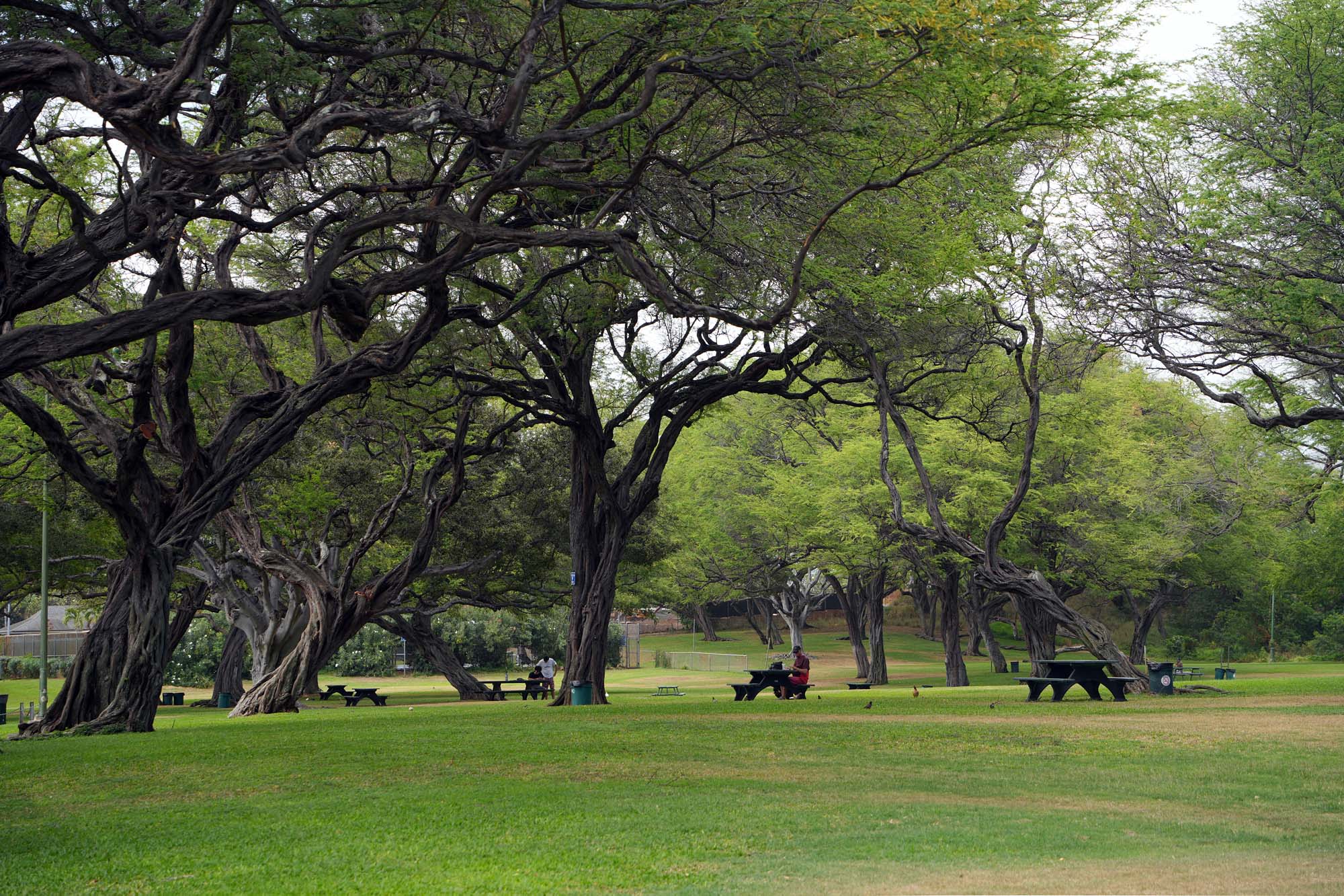 bill-hocker-kapi'olani-park-honolulu-hawaii-2024