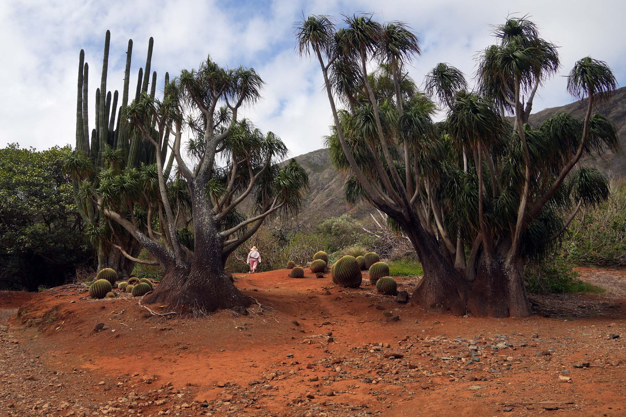 bill-hocker-koko-crater-botanical-garden-oahu-hawai'i-2024