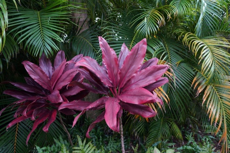 Garden
Honolulu, Hawai'i