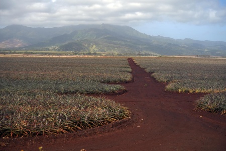 Pinapple Field
Dole Pineapple Plantation
Oahu, Hawai'i